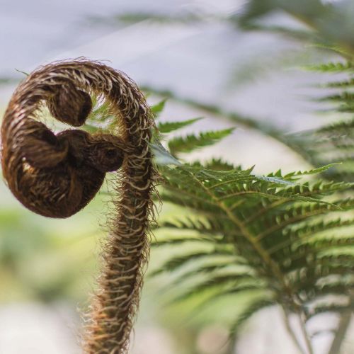 CYATHEA